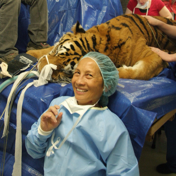 Audrey Remedios smiling with an anesthetized tiger on table behind her